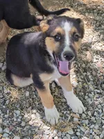 Male #1, a male Australian Shepherd and German Shepherd Dog for sale in Ramona, CA – 3 of 3