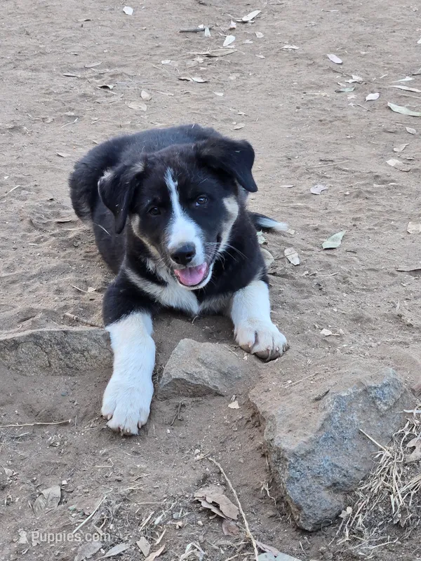 Male #2 – Australian Shepherd, German Shepherd Dog puppy for sale in Ramona, CA
