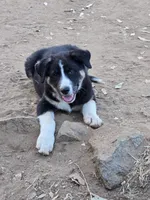 Male #2, a male Australian Shepherd and German Shepherd Dog for sale in Ramona, CA – 1 of 3