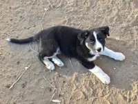 Male #2, a male Australian Shepherd and German Shepherd Dog for sale in Ramona, CA – 3 of 3