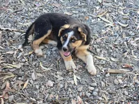 Male #1, a male Australian Shepherd and German Shepherd Dog for sale in Ramona, CA – 2 of 3