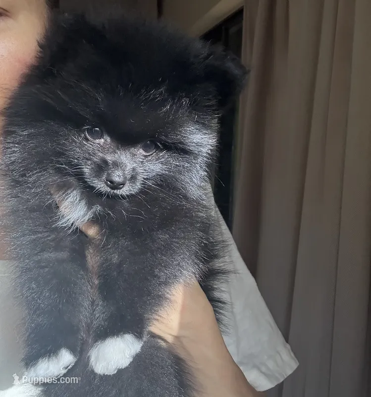 Bear – Pomeranian puppy for sale in Jupiter, FL