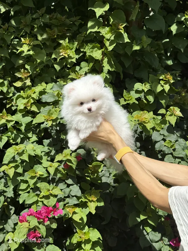 Cotton – Pomeranian puppy for sale in Jupiter, FL