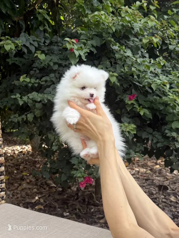 Cotton – Pomeranian puppy for sale in Jupiter, FL