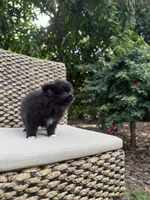 Bear, a male Pomeranian for sale in Jupiter, FL – 1 of 2