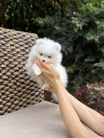 Cotton, a male Pomeranian for sale in Jupiter, FL – 2 of 2