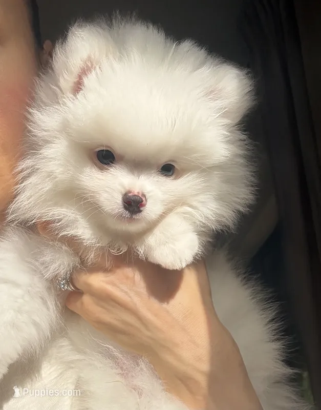 Cotton – Pomeranian puppy for sale in Jupiter, FL