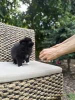 Bear, a male Pomeranian for sale in Jupiter, FL – 2 of 2