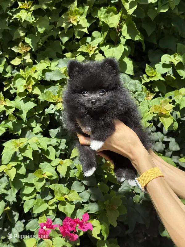 Bear – Pomeranian puppy for sale in Jupiter, FL