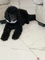 Chloe , a female Poodle - Standard  for sale in Hesperia, CA – 7 of 8