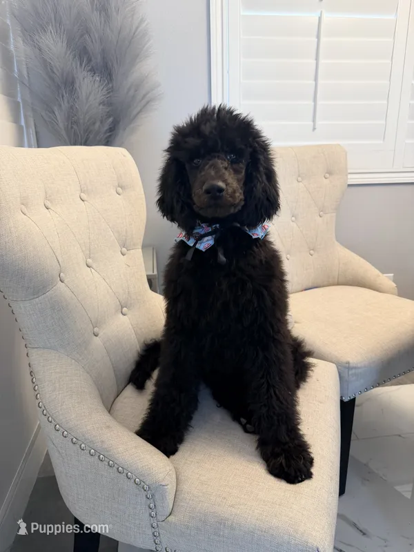 Chloe  – Poodle - Standard  puppy for sale in Hesperia, CA