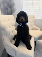 Chloe , a female Poodle - Standard  for sale in Hesperia, CA – 1 of 8