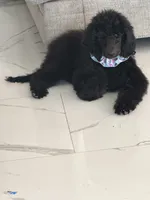 Chloe , a female Poodle - Standard  for sale in Hesperia, CA – 6 of 8