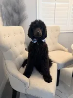 Chloe , a female Poodle - Standard  for sale in Hesperia, CA – 4 of 8