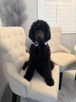 Chloe , a female Poodle - Standard  for sale in Hesperia, CA – 5 of 8