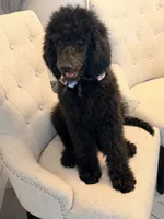 Chloe , a female Poodle - Standard  for sale in Hesperia, CA – 2 of 8