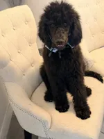 Chloe , a female Poodle - Standard  for sale in Hesperia, CA – 8 of 8