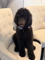 Chloe , a female Poodle - Standard  for sale in Hesperia, CA – 3 of 8