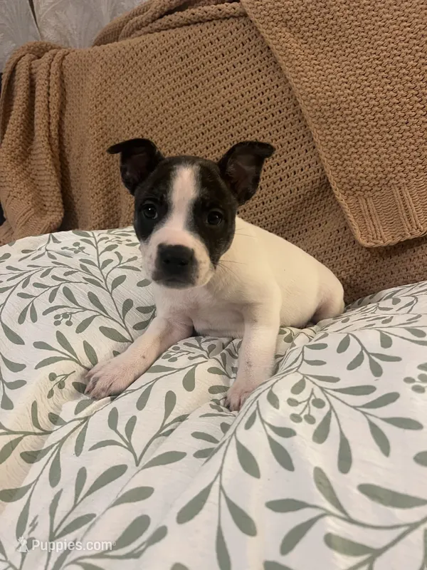 Starla – French Bulldog puppy for sale in Guntersville, AL