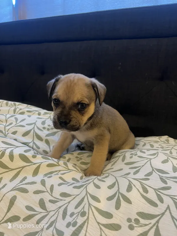 Brutus – French Bulldog puppy for sale in Guntersville, AL