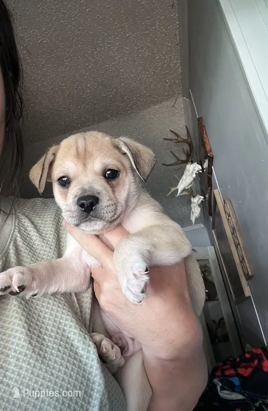 Runt boy – French Bulldog puppy for sale in Guntersville, AL