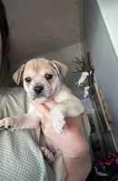 Runt boy, a male French Bulldog for sale in Guntersville, AL – 1 of 2