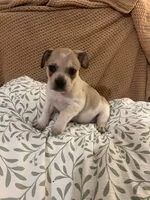Stonie, a male French Bulldog for sale in Guntersville, AL – 2 of 2