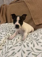 Starla ❤️, a female French Bulldog for sale in Guntersville, AL – 3 of 3