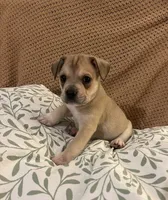 Runt boy, a male French Bulldog for sale in Guntersville, AL – 2 of 2
