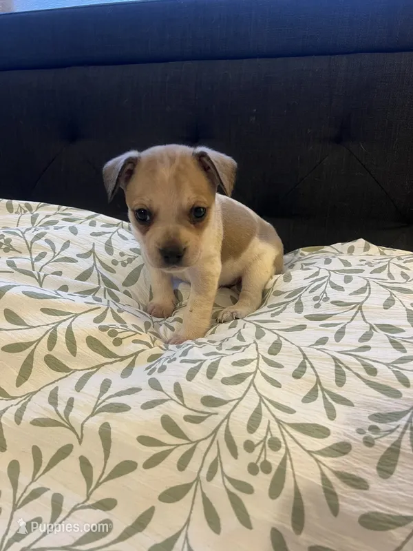 Stonie – French Bulldog puppy for sale in Guntersville, AL