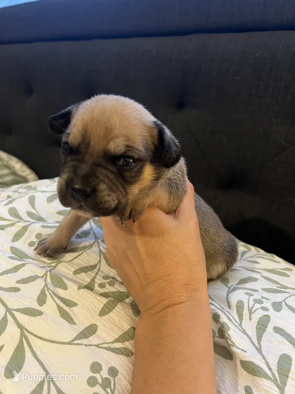 Ossie – French Bulldog, Aussalier puppy for sale in Guntersville, AL