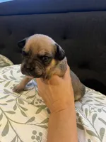 Ossie, a male French Bulldog and Aussalier for sale in Guntersville, AL – 1 of 1