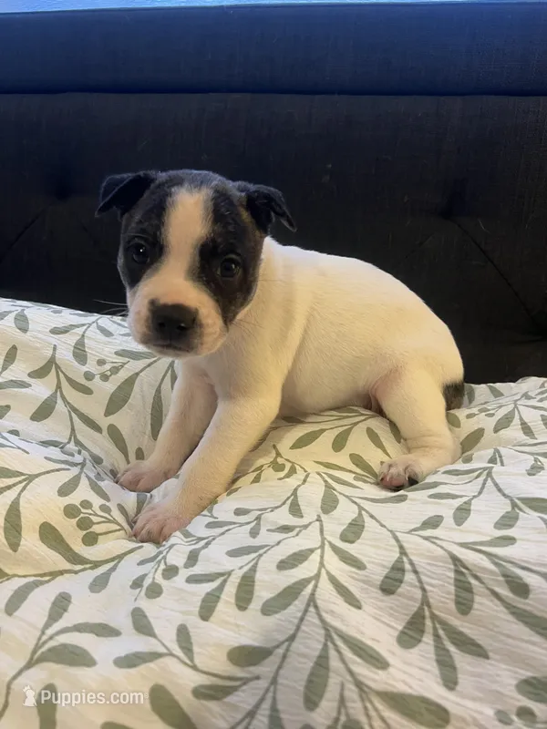 Starla ❤️ – French Bulldog puppy for sale in Guntersville, AL