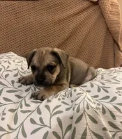 Brutus, a male French Bulldog for sale in Guntersville, AL – 4 of 4