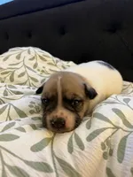 Little Lucy, a female French Bulldog and Miniature Aussiedoodle for sale in Guntersville, AL – 1 of 1