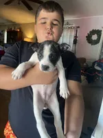 Starla ❤️, a female French Bulldog for sale in Guntersville, AL – 2 of 3