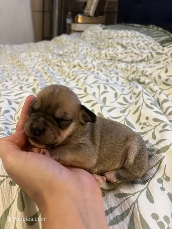 Tiny Tim – French Bulldog, Aussalier puppy for sale in Guntersville, AL