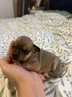 Tiny Tim, a male French Bulldog and Aussalier for sale in Guntersville, AL – 1 of 1