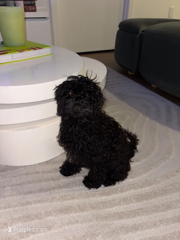 Vini jr  – Cavalier King Charles Spaniel, Poodle - Toy  puppy for sale in Bethesda, MD