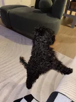 Vini jr , a male Cavalier King Charles Spaniel and Poodle - Toy  for sale in Bethesda, MD – 2 of 5
