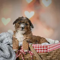 F1B Jasper, a male Miniature Bernedoodle for sale in Dundee, OH – Photo 1 of 2