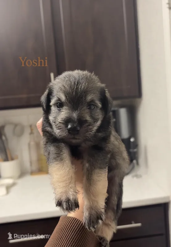 Yoshi, a male Miniature Schnauzer for sale in Corpus Christi, TX – Photo 1 of 1