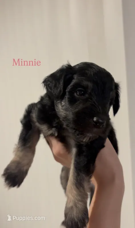 Minnie , a female Miniature Schnauzer for sale in Corpus Christi, TX – Photo 1 of 1