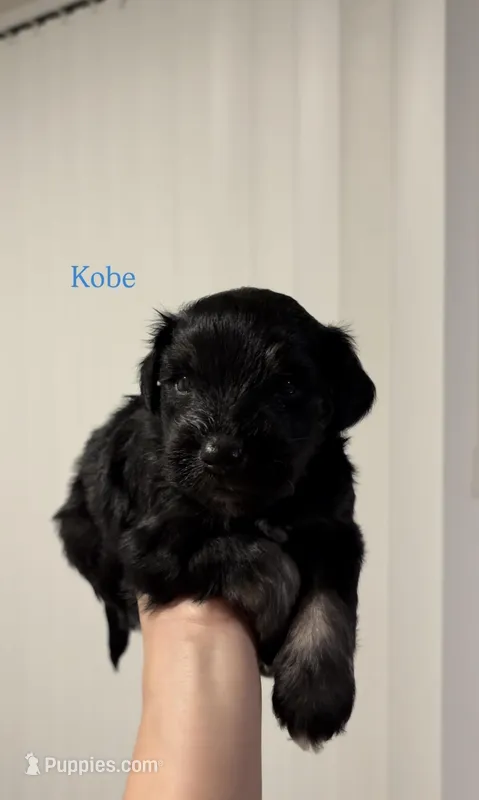 Kobe 