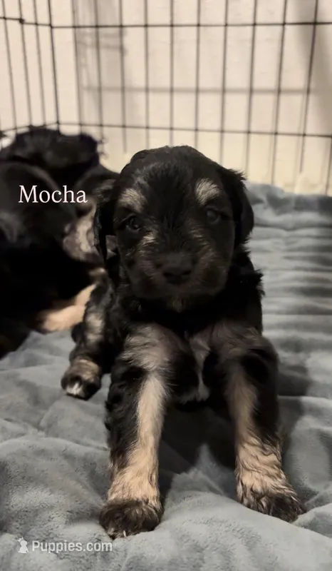 Mocha , a female Miniature Schnauzer for sale in Corpus Christi, TX – Photo 1 of 1