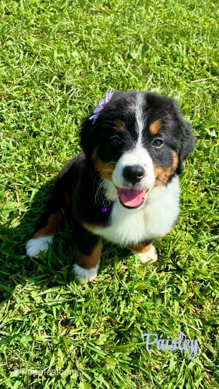Paisley  – Bernese Mountain Dog puppy for sale in New Florence, PA