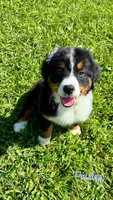 Paisley , a female Bernese Mountain Dog for sale in New Florence, PA – 1 of 1