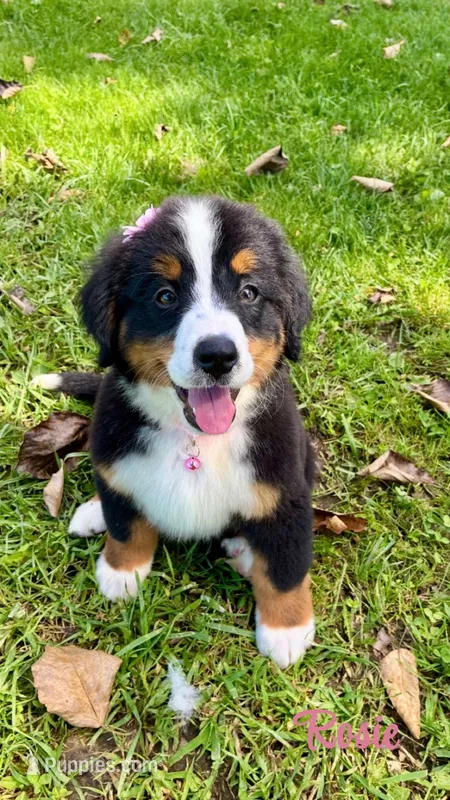 Rosie  – Bernese Mountain Dog puppy for sale in New Florence, PA