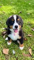 Rosie , a female Bernese Mountain Dog for sale in New Florence, PA – 1 of 1