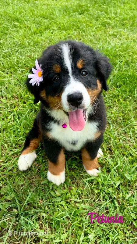 Petunia  – Bernese Mountain Dog puppy for sale in New Florence, PA